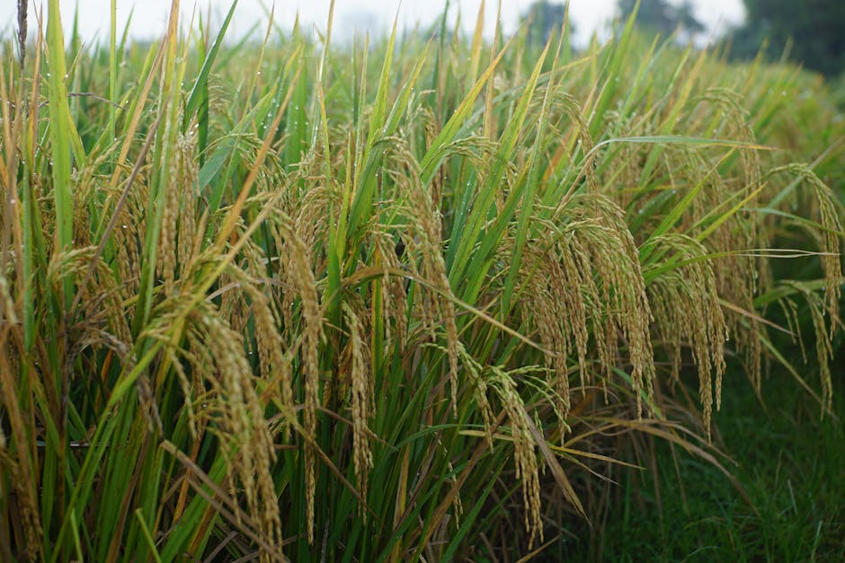 亚洲粮食安全警报：厄尔尼诺余波影响多国收成